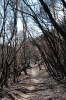 verbrannter Wald